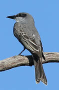 Grey Kingbird