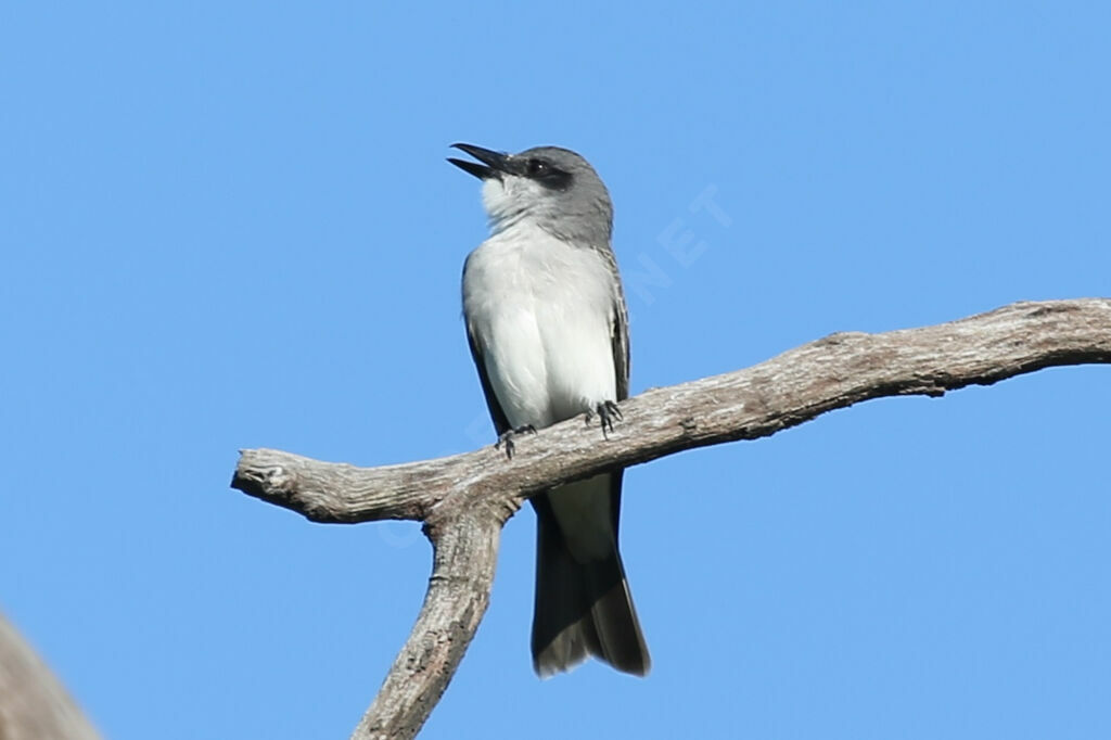 Grey Kingbird