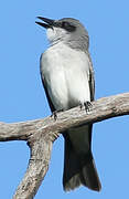 Grey Kingbird