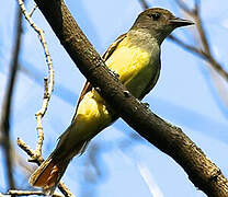 Great Crested Flycatcher