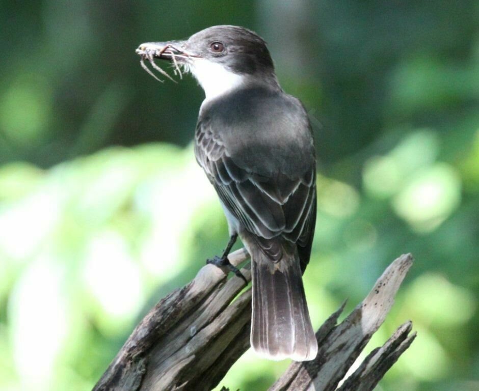 Loggerhead Kingbird