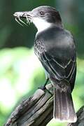 Loggerhead Kingbird