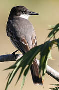 Loggerhead Kingbird