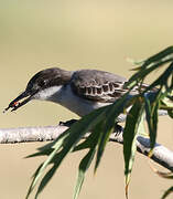 Loggerhead Kingbird