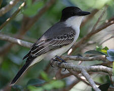 Loggerhead Kingbird