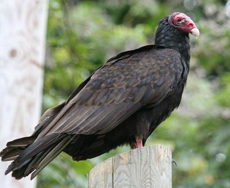 Turkey Vulture