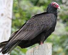 Turkey Vulture