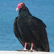 Turkey Vulture