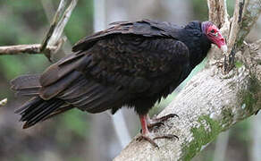 Turkey Vulture