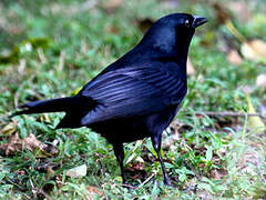 Shiny Cowbird