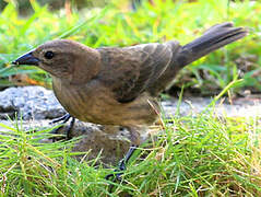 Shiny Cowbird