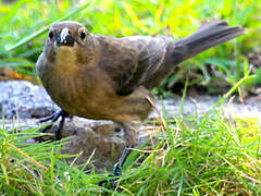 Shiny Cowbird