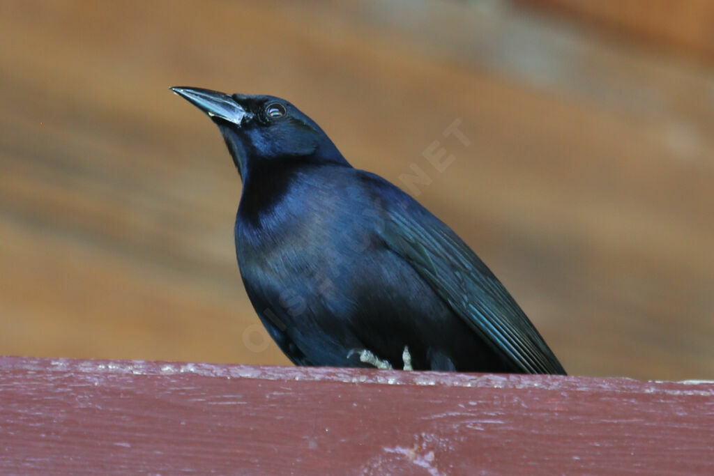 Shiny Cowbird male