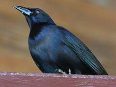 Shiny Cowbird