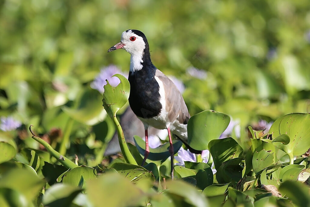 Long-toed Lapwing