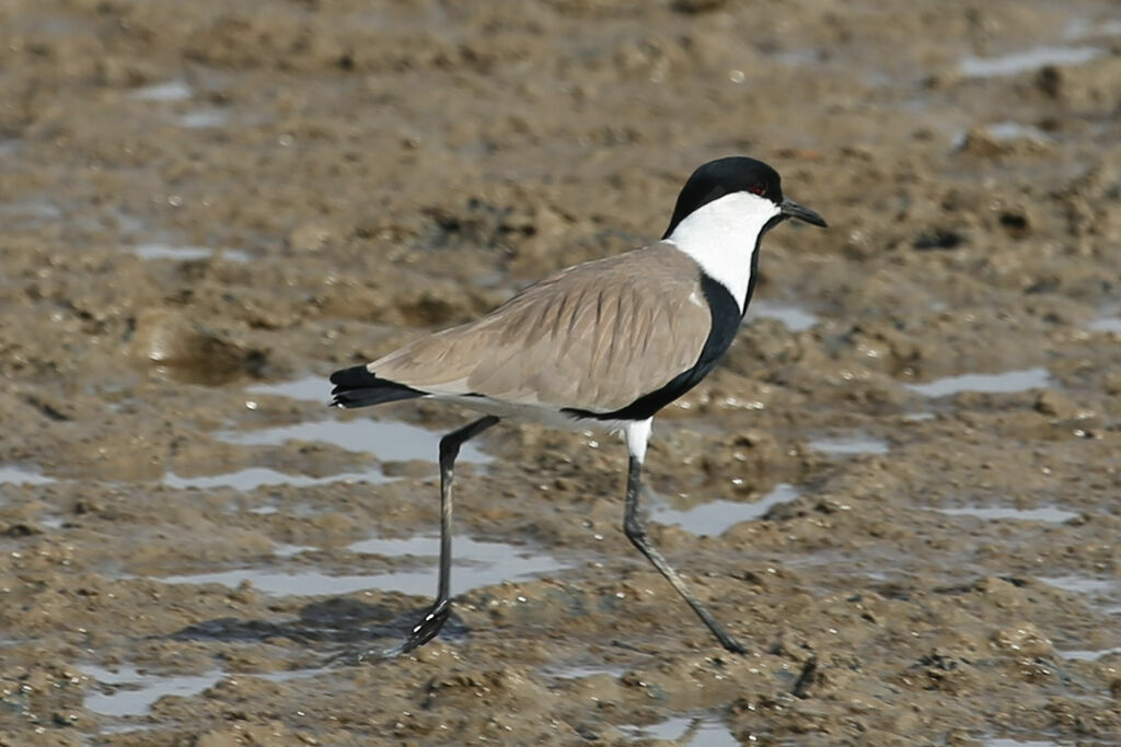 Spur-winged Lapwing