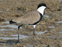 Spur-winged Lapwing