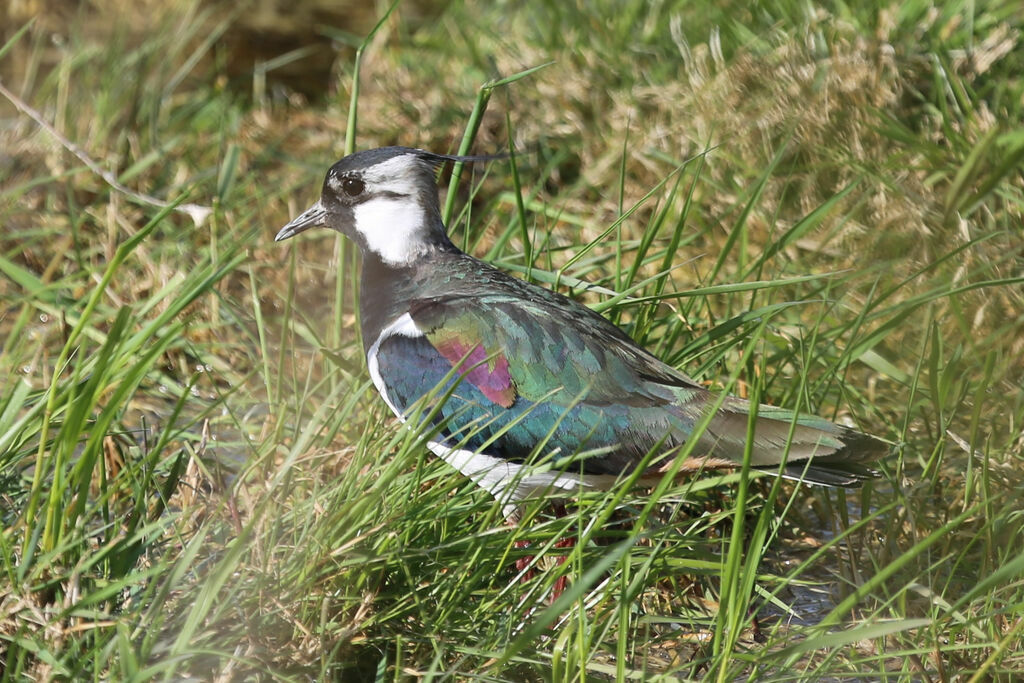 Northern Lapwing