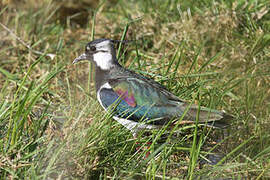 Northern Lapwing