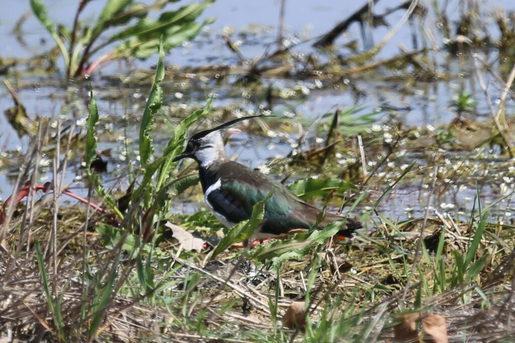 Northern Lapwing