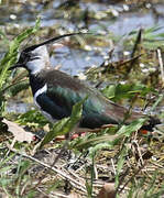 Northern Lapwing