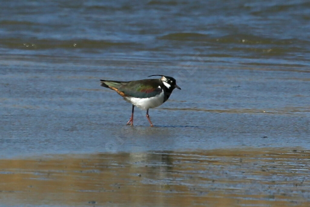 Northern Lapwing