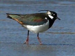 Northern Lapwing