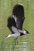 Northern Lapwing