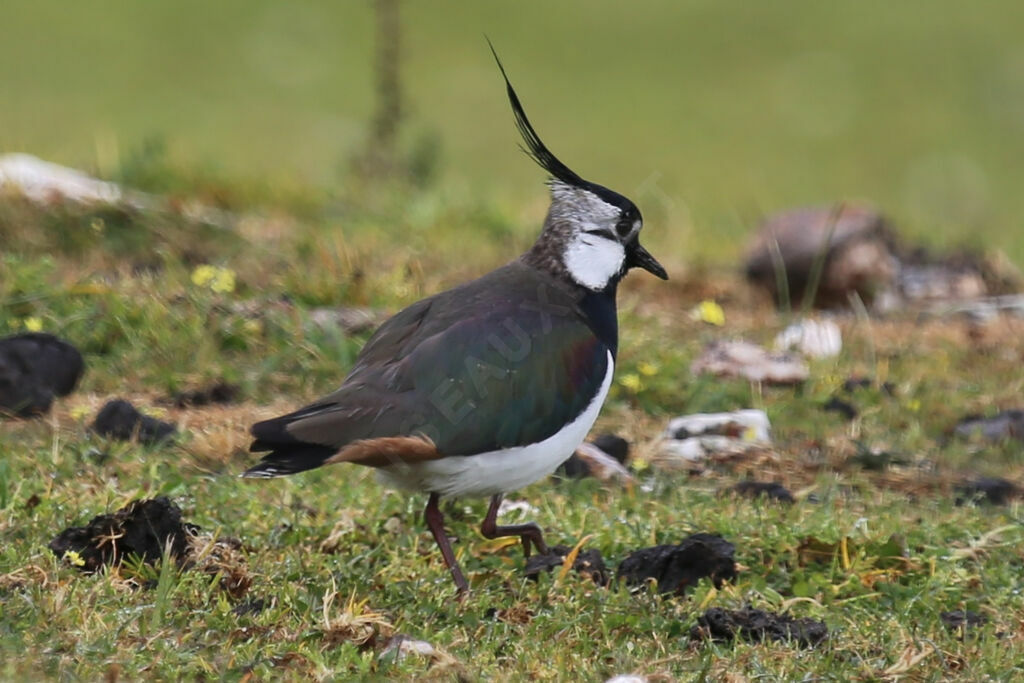 Northern Lapwing