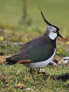 Northern Lapwing