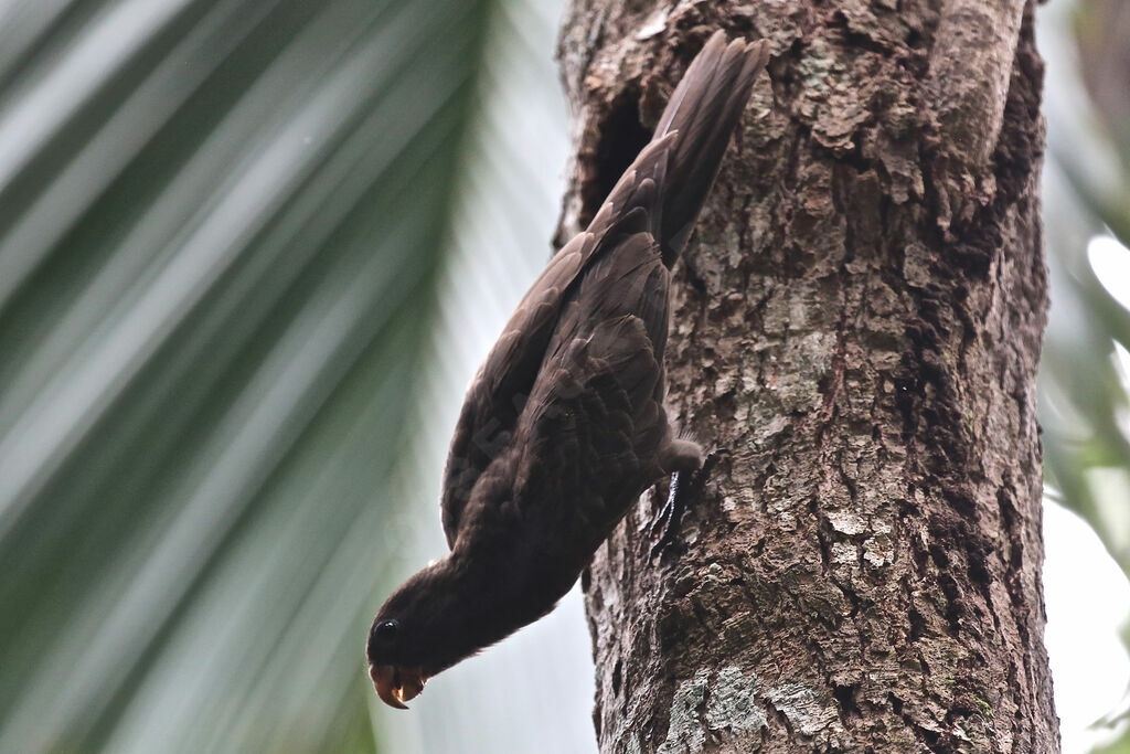 Seychelles Black Parrot