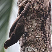 Seychelles Black Parrot