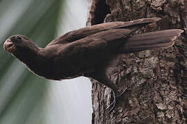 Seychelles Black Parrot