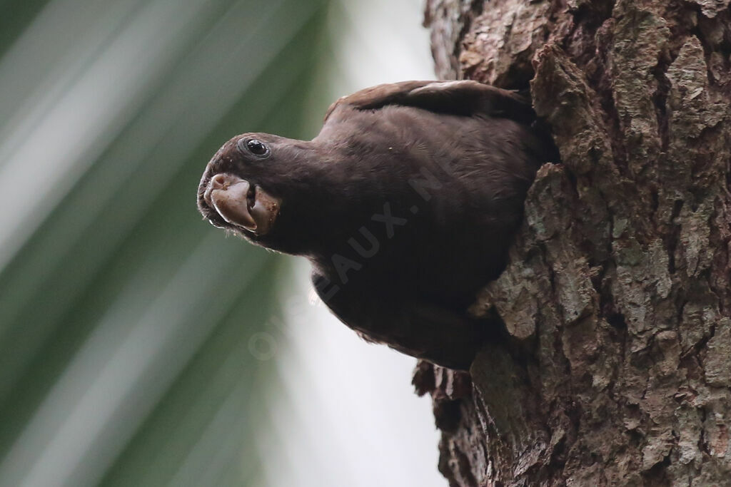 Seychelles Black Parrot