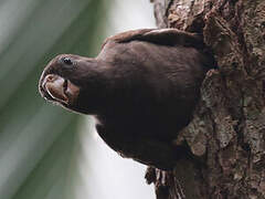 Seychelles Black Parrot