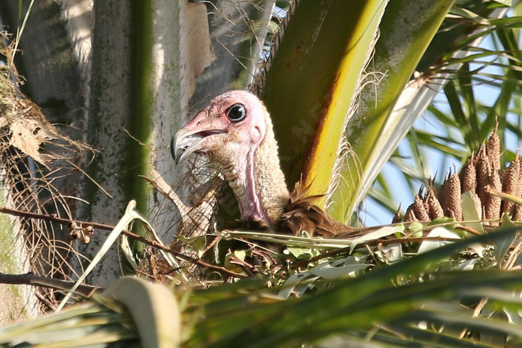 Hooded Vulture