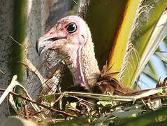 Hooded Vulture