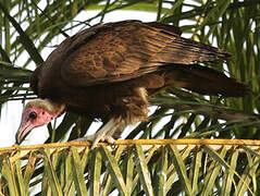 Vautour charognard