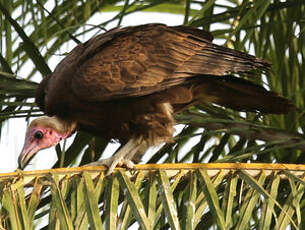 Vautour charognard