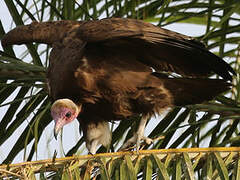 Hooded Vulture