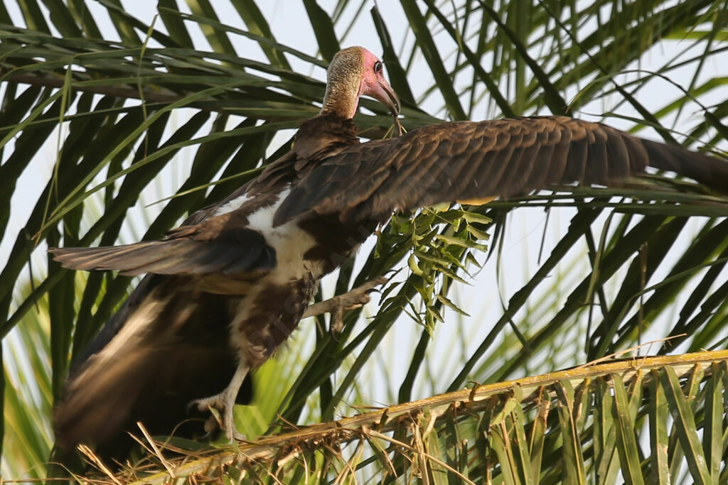 Vautour charognard