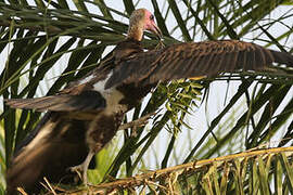 Vautour charognard