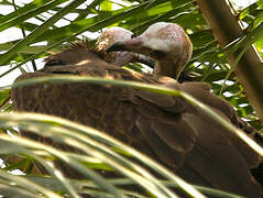 Hooded Vulture