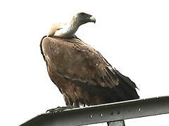 Griffon Vulture