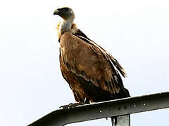 Griffon Vulture