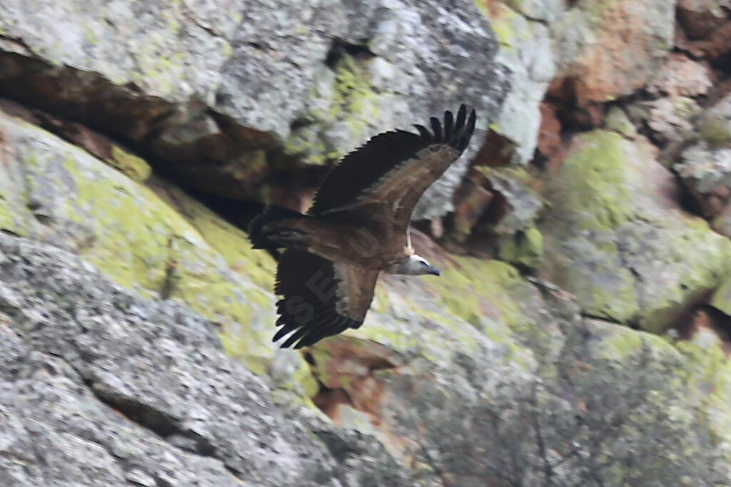 Griffon Vulture