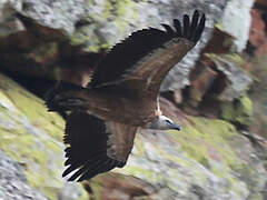 Griffon Vulture