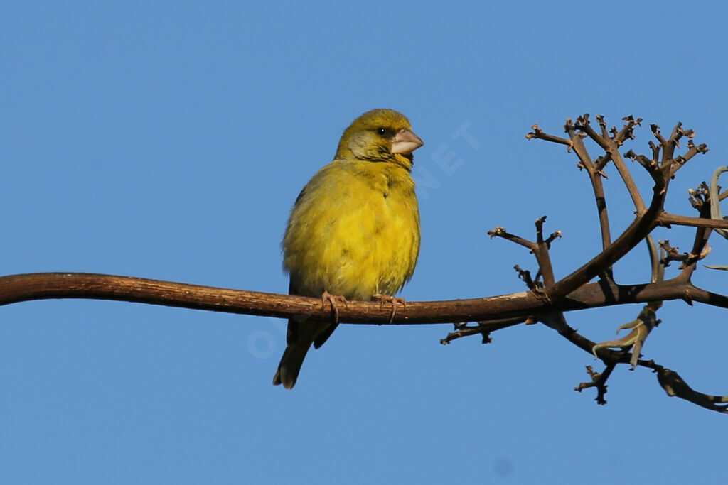 European Greenfinch