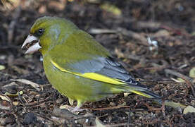 European Greenfinch