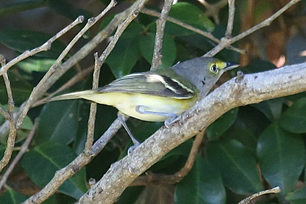 Viréo aux yeux blancs